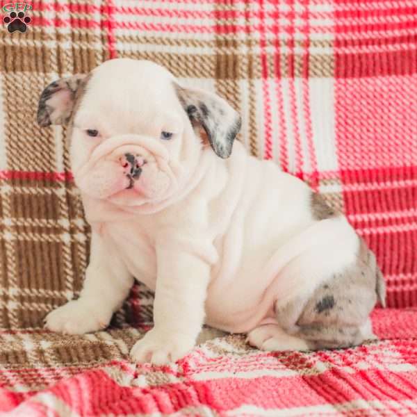 Marley, American Bulldog Puppy