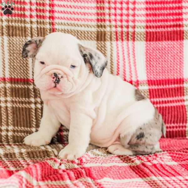 Marley, American Bulldog Puppy