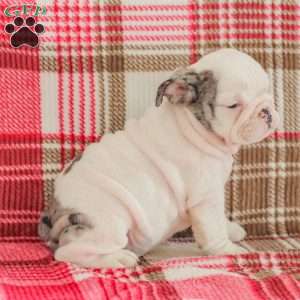 Marley, American Bulldog Puppy