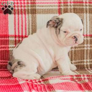 Marley, American Bulldog Puppy