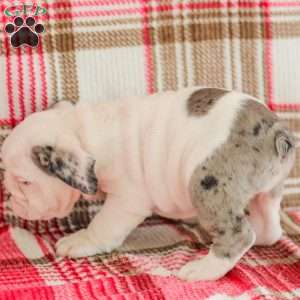 Marley, American Bulldog Puppy