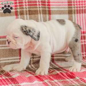 Marley, American Bulldog Puppy