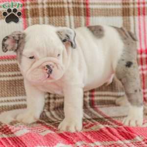 Marley, American Bulldog Puppy