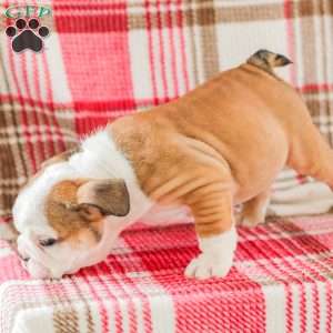 Mike, American Bulldog Puppy