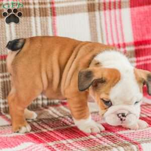 Mike, American Bulldog Puppy