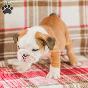 Mike, American Bulldog Puppy