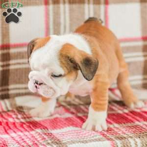 Mike, American Bulldog Puppy