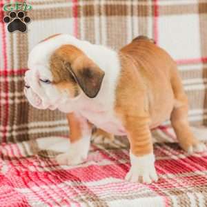 Mike, American Bulldog Puppy