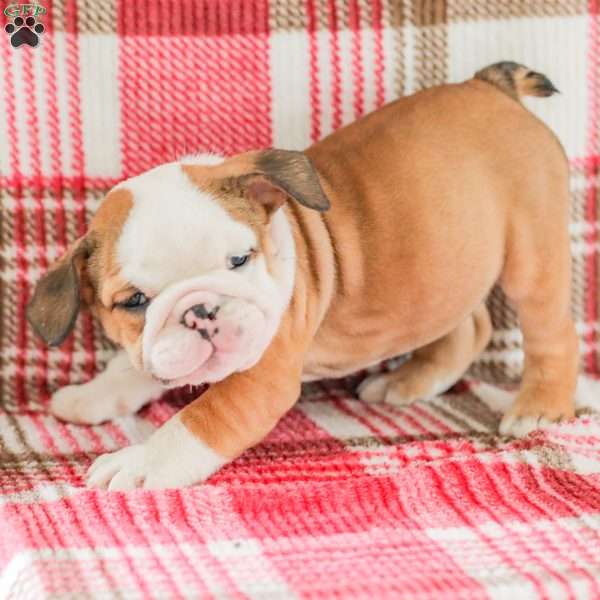 Mike, American Bulldog Puppy
