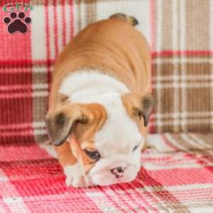 Mike, American Bulldog Puppy