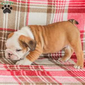 Mike, American Bulldog Puppy