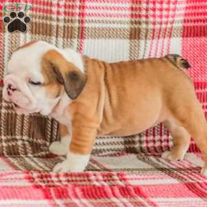 Mike, American Bulldog Puppy