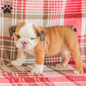 Mike, American Bulldog Puppy