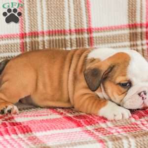 Mike, American Bulldog Puppy