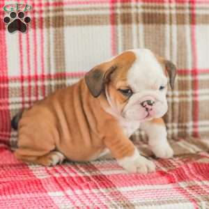 Mike, American Bulldog Puppy