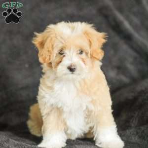 Macy, Maltipoo Puppy