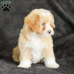Macy, Maltipoo Puppy