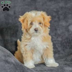 Macy, Maltipoo Puppy