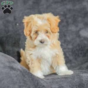 Macy, Maltipoo Puppy