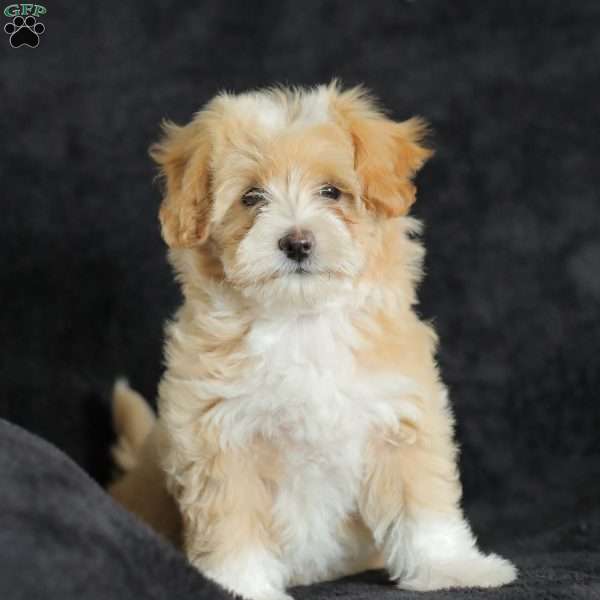 Macy, Maltipoo Puppy
