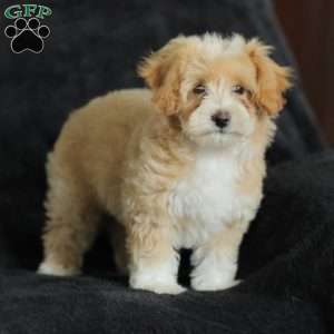 Macy, Maltipoo Puppy