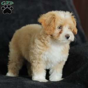 Macy, Maltipoo Puppy