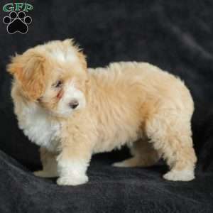 Macy, Maltipoo Puppy