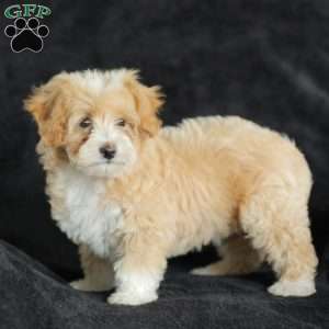 Macy, Maltipoo Puppy