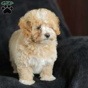 Macks, Maltipoo Puppy