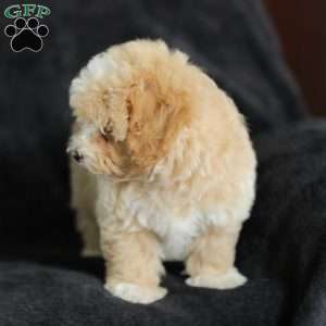 Macks, Maltipoo Puppy