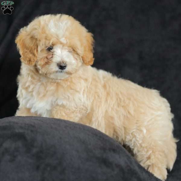 Macks, Maltipoo Puppy
