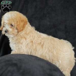 Macks, Maltipoo Puppy