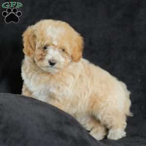 Macks, Maltipoo Puppy