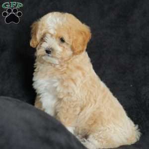 Macks, Maltipoo Puppy