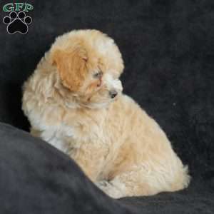Macks, Maltipoo Puppy