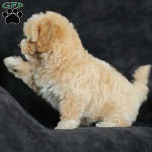 Macks, Maltipoo Puppy