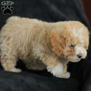 Macks, Maltipoo Puppy