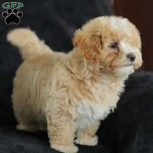Macks, Maltipoo Puppy