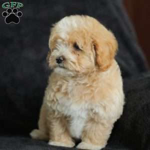 Macks, Maltipoo Puppy