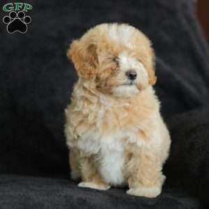 Macks, Maltipoo Puppy