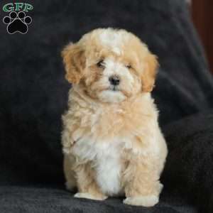 Macks, Maltipoo Puppy