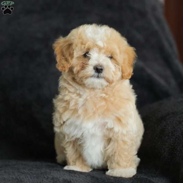 Macks, Maltipoo Puppy