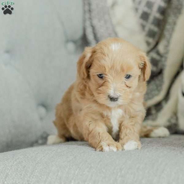Macy, Maltipoo Puppy