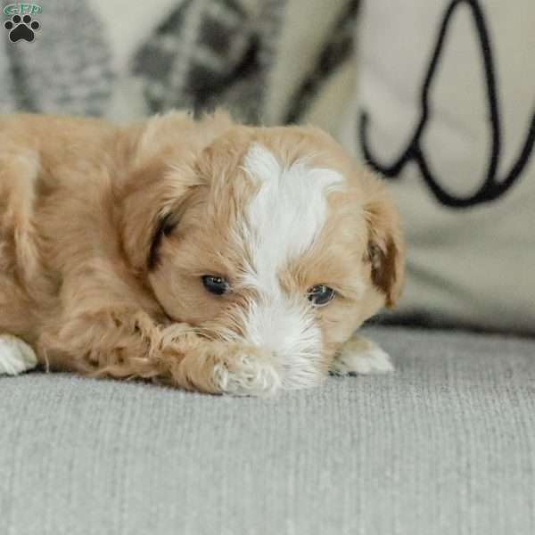 Mackenzie, Maltipoo Puppy