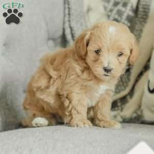 Milo, Maltipoo Puppy