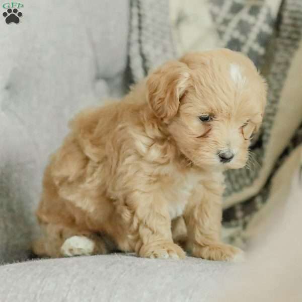Milo, Maltipoo Puppy