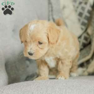 Milo, Maltipoo Puppy