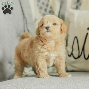 Milo, Maltipoo Puppy