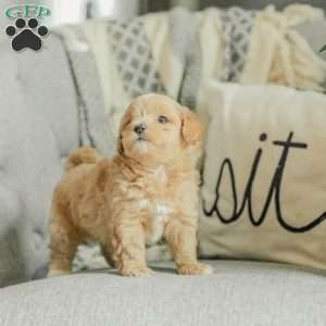 Milo, Maltipoo Puppy