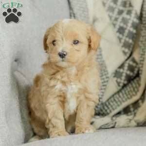 Milo, Maltipoo Puppy
